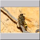 Mellinus arvensis - Kotwespe w48a beim Nesteintrag - Sandgrube Niedringhaussee.jpg